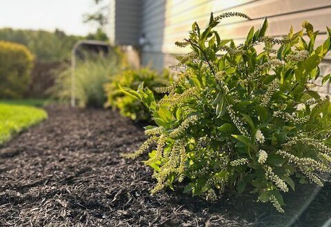 Landscaping